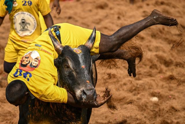 A participant tries to control a bull during an annual bull-taming 'Jallikattu' festival in Palamedu village on the outskirts of Madurai on January 16, 2026. (Photo by R. Satish BABU / AFP) / To go with 'India-Bullfighting-Animal' , REPORTAGE