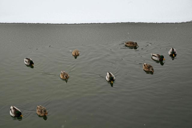 Ducks swim in the partly frozen Beihai Lake amid snowfall in Beijing on January 18, 2026. (Photo by ADEK BERRY / AFP)