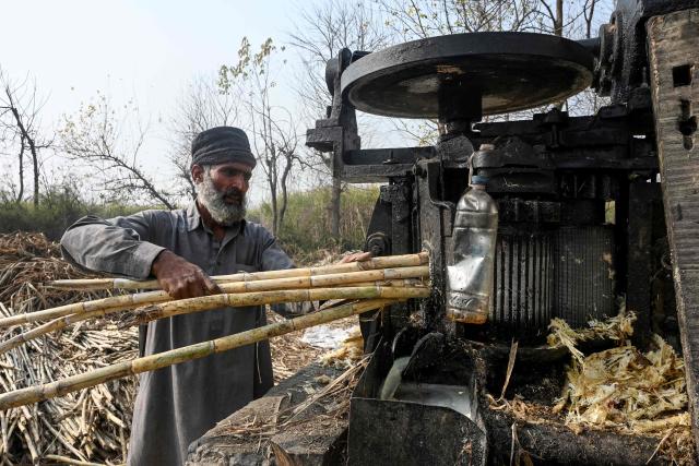 A worker presses freshly harvested sugarcane into a traditional juice extractor before they are processed into jaggery on the outskirts of Peshawar on January 18, 2026. (Photo by Abdul MAJEED / AFP)