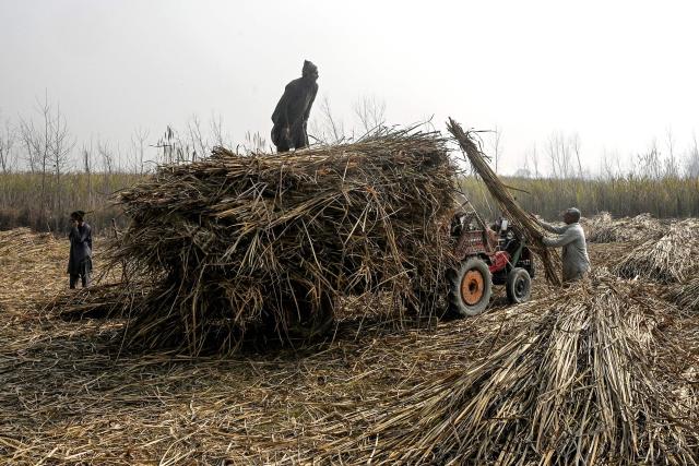 Workers prepare to press freshly harvested sugarcane into a traditional juice extractor before they are processed into jaggery on the outskirts of Peshawar on January 18, 2026. (Photo by Abdul MAJEED / AFP)