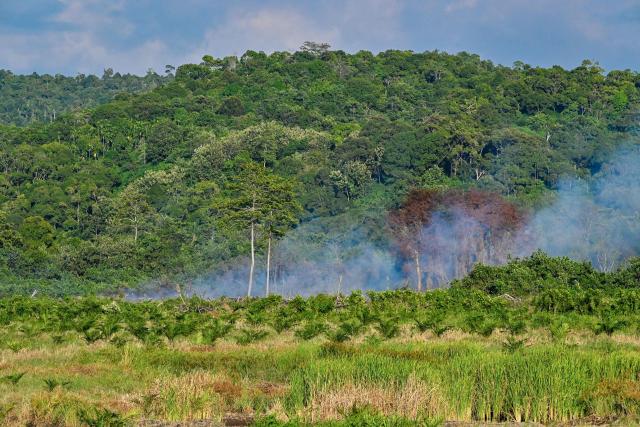 Smoke rises during the deforestation of a new planting area for palm oil plantations in Lamno, Indonesia's Aceh province on January 18, 2026. (Photo by CHAIDEER MAHYUDDIN / AFP)