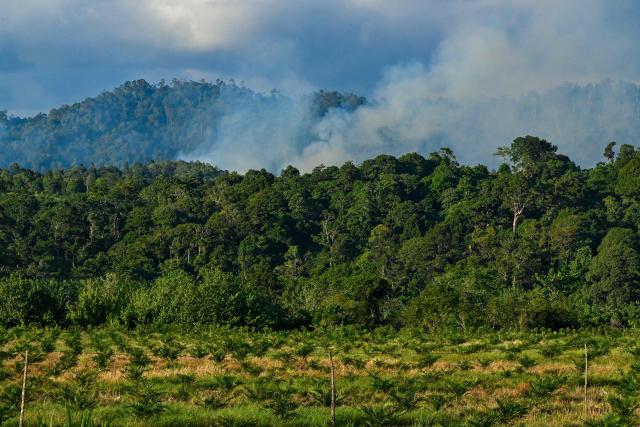 Smoke rises during the deforestation of a new planting area for palm oil plantations in Lamno, Indonesia's Aceh province on January 18, 2026. (Photo by CHAIDEER MAHYUDDIN / AFP)