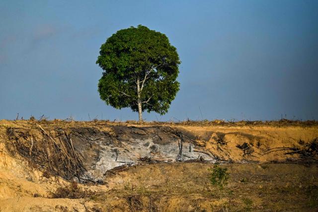 A single tree is seen at a bulldozed new planting area for palm oil plantations in Lamno, Indonesia's Aceh province on January 18, 2026. (Photo by CHAIDEER MAHYUDDIN / AFP)