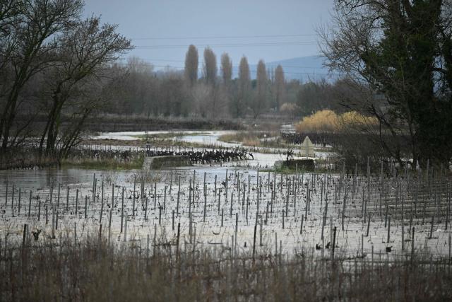 A photo shows a flooded vineyard due the overflowing of the River Aude following heavy rainfall in Coursan, southwestern France, on January 19, 2026.  (Photo by Lionel BONAVENTURE / AFP)