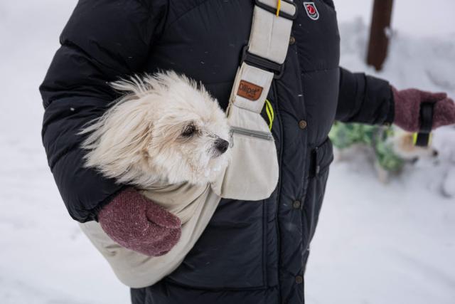 A dog is carried in a side bag in Nuuk, Greenland, on January 19, 2026. (Photo by Jonathan NACKSTRAND / AFP)