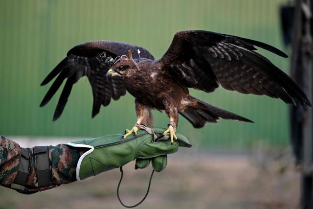 Indian Army's Remount Veterinary Corps (RVC) personnel holds a black kite with a surveillance camera fixed on its head at an army centre ahead of the Republic Day parade in New Delhi on January 21, 2026. (Photo by Arun SANKAR / AFP)