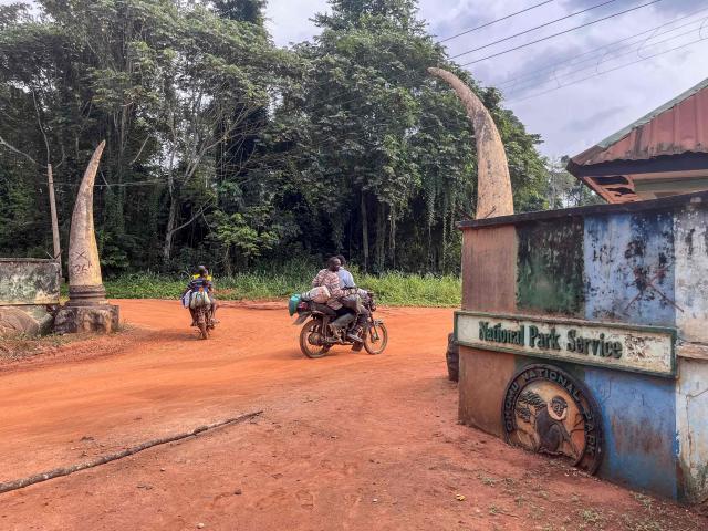 Motorcyclists enter the Okomu National Park on November 11, 2025. By recruiting former poachers and loggers, Africa Nature Investors (ANI), an NGO charged by Nigeria's national parks service with managing Okomu, hopes to ease the economic pressures that eat away at Nigeria's nature reserves. (Photo by Leslie FAUVEL / AFP)