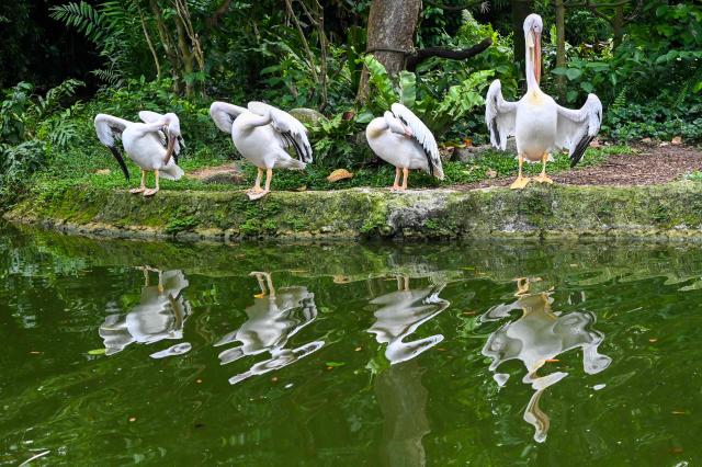 Pelicans groom themselves inside its enclosure at the Mandai Zoo in Singapore on January 22, 2026. (Photo by Roslan RAHMAN / AFP)