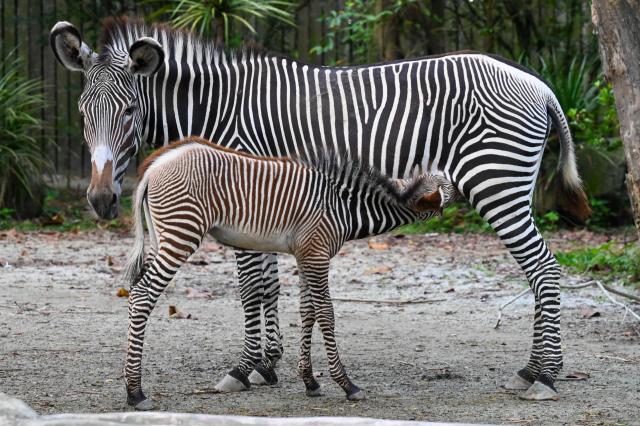 A newly born female Grevy’s zebra foal suckles its mother's milk inside its enclosure at the Mandai Zoo in Singapore on January 22, 2026. Born on December 2, 2025, the foal is part of an addition to the over 400 members of this endangered species in human care globally. (Photo by Roslan RAHMAN / AFP)