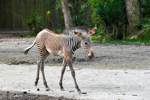 A newly born female Grevy’s zebra foal roams inside its enclosure at the Mandai Zoo in Singapore on January 22, 2026. Born on December 2, 2025, the foal is part of an addition to the over 400 members of this endangered species in human care globally. (Photo by Roslan RAHMAN / AFP)