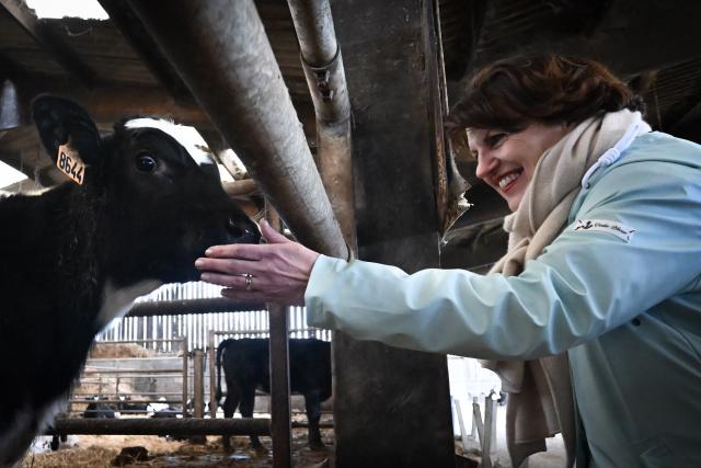 French Minister of Agriculture, Food and Food Sovereignty, Annie Genevard, pets a cow on a farm during a visit concerning aid measures and the emergency agricultural law, in Saint-Georges-de-la-Riviere, northern France, on January 22, 2026. (Photo by Lou BENOIST / AFP)