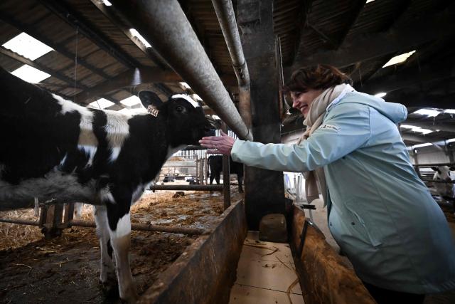 French Minister of Agriculture, Food and Food Sovereignty, Annie Genevard, pets a cow on a farm during a visit concerning aid measures and the emergency agricultural law, in Saint-Georges-de-la-Riviere, northern France, on January 22, 2026. (Photo by Lou BENOIST / AFP)