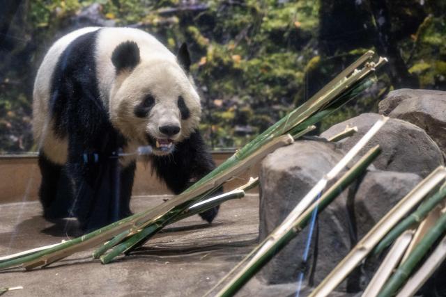 Giant panda Xiao Xiao walks in its enclosure during the final day for public viewing before its departure for China, at Ueno Zoo in Tokyo on January 25, 2026. Panda twins Lei Lei and Xiao are set to return to China on January 27, leaving Japan without a panda for the first time since the two Asian giants normalised the diplomatic ties in 1972. The return came as ties between Japan and China quickly soured after Japan's Prime Minister Sanae Takaichi hinted that Tokyo could intervene militarily in the event of any attack on Taiwan. (Photo by Philip FONG / AFP)