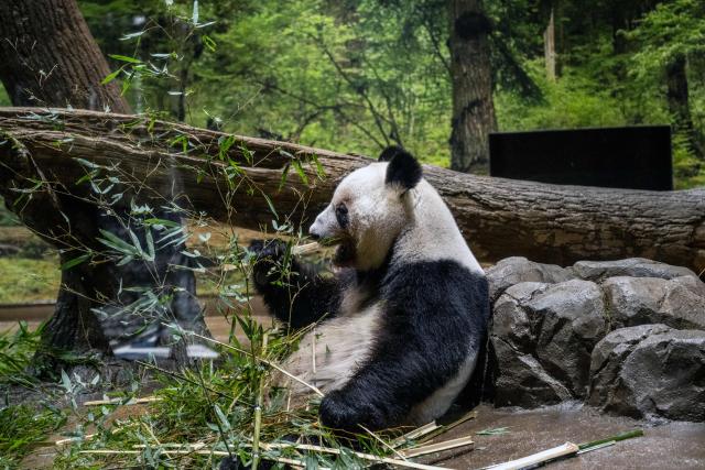 Giant panda Lei Lei eats in its enclosure during the final day for public viewing before its departure for China, at Ueno Zoo in Tokyo on January 25, 2026. Panda twins Lei Lei and Xiao are set to return to China on January 27, leaving Japan without a panda for the first time since the two Asian giants normalised the diplomatic ties in 1972. The return came as ties between Japan and China quickly soured after Japan's Prime Minister Sanae Takaichi hinted that Tokyo could intervene militarily in the event of any attack on Taiwan. (Photo by Philip FONG / AFP)