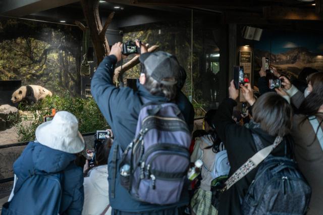 People watch the giant panda Xiao Xiao on the final day for public viewing before its departure for China, at Ueno Zoo in Tokyo on January 25, 2026. Panda twins Lei Lei and Xiao are set to return to China on January 27, leaving Japan without a panda for the first time since the two Asian giants normalised the diplomatic ties in 1972. The return came as ties between Japan and China quickly soured after Japan's Prime Minister Sanae Takaichi hinted that Tokyo could intervene militarily in the event of any attack on Taiwan. (Photo by Philip FONG / AFP)