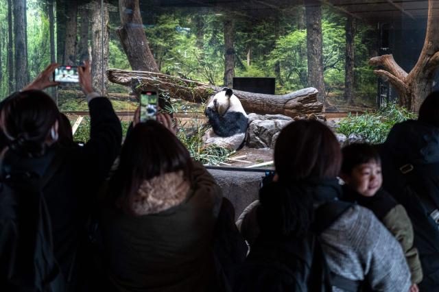 People watch the giant panda Lei Lei eat during the final day for public viewing before its departure for China, at Ueno Zoo in Tokyo on January 25, 2026. Panda twins Lei Lei and Xiao are set to return to China on January 27, leaving Japan without a panda for the first time since the two Asian giants normalised the diplomatic ties in 1972. The return came as ties between Japan and China quickly soured after Japan's Prime Minister Sanae Takaichi hinted that Tokyo could intervene militarily in the event of any attack on Taiwan. (Photo by Philip FONG / AFP)