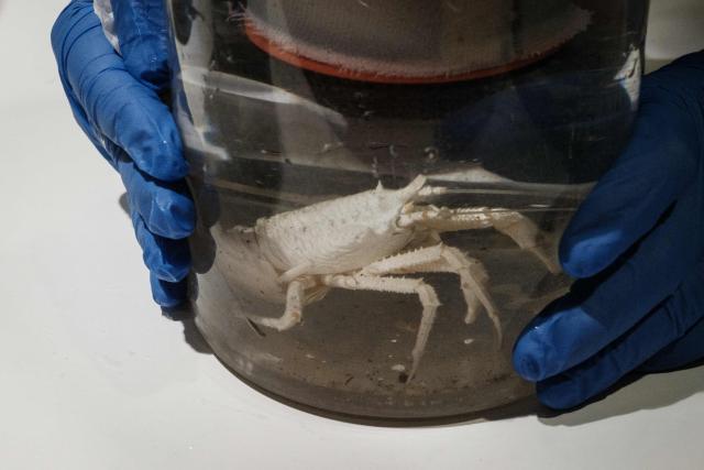 This photo taken on January 10, 2026 shows a deep-sea specimen collected by a remotely operated vehicle (ROV) on the OceanXplorer, a research vessel operated by the marine non-profit OceanX, in the waters off Sulawesi island. A dome-fronted submersible sinks beneath the waves off Indonesia, heading nearly 1,000 metres down to the realm of purple-frilled corals and bioluminescent shrimp. This month, AFP boarded one of two submersibles belonging to OceanX, a non-profit founded by billionaire Ray Dalio and his son that works with scientists on its OceanXplorer ship to study the marine world. (Photo by YASUYOSHI CHIBA / AFP) / To go with 'INDONESIA-OCEANX-OCEANS-ENVIRONMENT-RESEARCH-SCIENCE' by Sara HUSSEIN