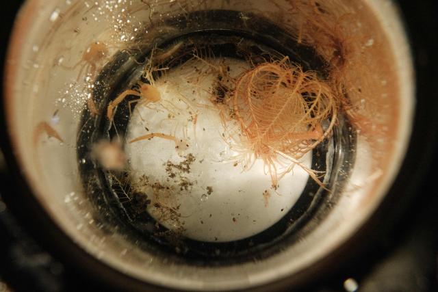 This photo taken on January 9, 2026 shows deep-sea specimens collected by a submersible on the OceanXplorer, a research vessel operated by the marine non-profit OceanX, in the waters off Sulawesi island. A dome-fronted submersible sinks beneath the waves off Indonesia, heading nearly 1,000 metres down to the realm of purple-frilled corals and bioluminescent shrimp. This month, AFP boarded one of two submersibles belonging to OceanX, a non-profit founded by billionaire Ray Dalio and his son that works with scientists on its OceanXplorer ship to study the marine world. (Photo by YASUYOSHI CHIBA / AFP) / To go with 'INDONESIA-OCEANX-OCEANS-ENVIRONMENT-RESEARCH-SCIENCE' by Sara HUSSEIN