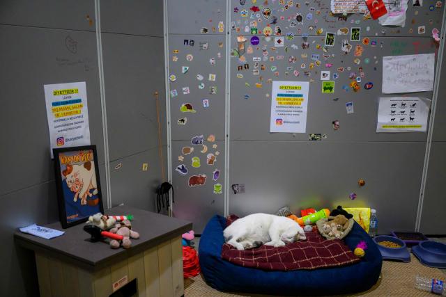 Kanyon, a stray cat, sleeps in his basket at the entrance of an Istanbul shopping mall, in Istanbul on January 23, 2026. Since someone stole his basket, Kanyon, who lives at an Istanbul shopping centre, has been showered with snacks, love and affection. News of his plight brought out countless well-wishers, who have handed him endless supplies of food, toys, a comfortable cat house and even his very own Instagram page run by a fan. He is not alone either: according to City Hall, Istanbul has more than 160,000 cats living on its streets who are regularly fed and fussed over by the city's 16 million residents. (Photo by Yasin AKGUL / AFP)