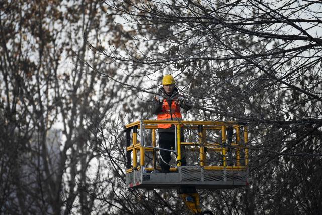 A worker sets up lighting on a tree in Beijing on January 26, 2026. (Photo by WANG Zhao / AFP)