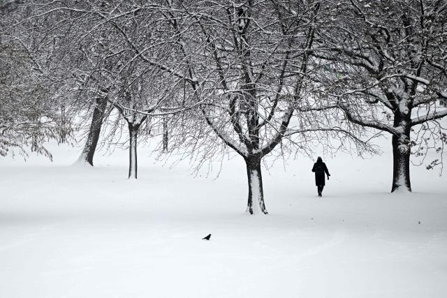 A man walks past snow-covered trees in Frankfurt am Main, western Germany, on January 26, 2026 as the air temperature reached 1 degrees Celsius above zero. (Photo by Kirill KUDRYAVTSEV / AFP)
