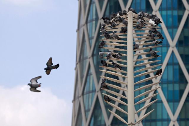 Pigeons fly across the Corniche area on a cloudy day in Doha on January 26, 2026. (Photo by Karim JAAFAR / AFP)