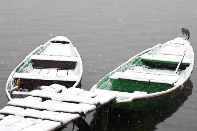 A great white egret sits atop snow-covered boats at the Dal lake in Srinagar on January 27, 2026. (Photo by Tauseef MUSTAFA / AFP)