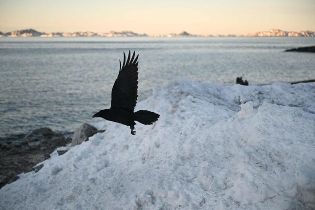 A raven flies along the coastline of the city of Nuuk, western Greenland, on January 27, 2026. (Photo by Ina FASSBENDER / AFP)