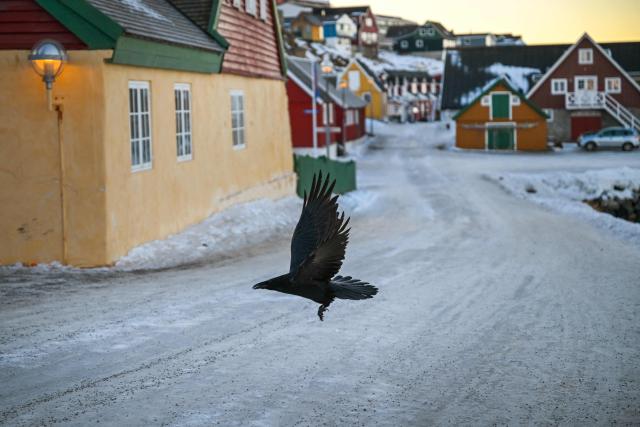 A raven flies over a street at the old city of Nuuk, western Greenland, on January 27, 2026. (Photo by Ina FASSBENDER / AFP)