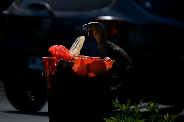 An Asian water monitor eats a piece of plastic in a rubbish bin in Banda Aceh on January 28, 2026. (Photo by CHAIDEER MAHYUDDIN / AFP/Chaideer MAHYUDDIN / AFP)