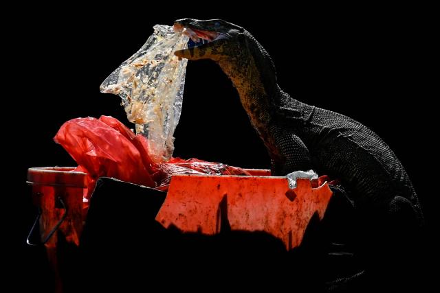 An Asian water monitor eats a piece of plastic in a rubbish bin in Banda Aceh on January 28, 2026. (Photo by CHAIDEER MAHYUDDIN / AFP/Chaideer MAHYUDDIN / AFP)