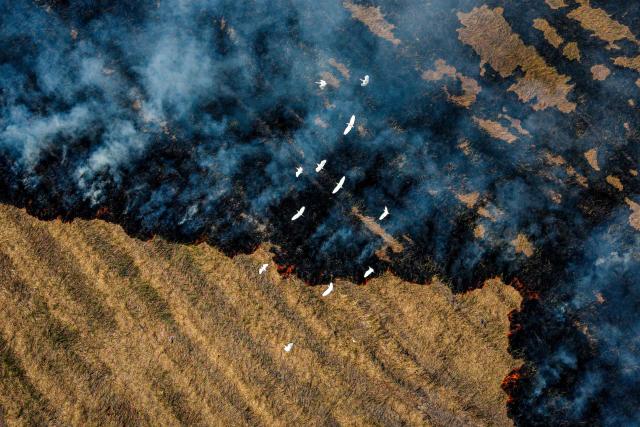 This aerial picture shows birds flying above a burning field in Nakhon Nayok province, on the outskirts of Bangkok on January 28, 2026. (Photo by Arnun Chonmahatrakool / THAI NEWS PIX / AFP)