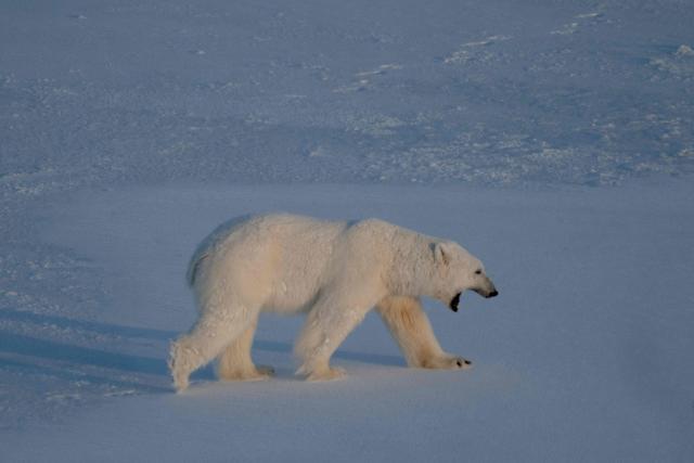 (FILES) A male polar bear bear walks on the sea ice near glaciers in eastern Spitzbergen, in the Svalbard archipelago, on April 9, 2025. Their icy hunting grounds are rapidly shrinking, but polar bears in Norway's remote Svalbard archipelago have defied the odds by bulking up instead of wasting away, a study said on January 29, 2026. The Barents Sea has lost sea ice faster than other areas with polar bears as temperatures have risen there more than in other Arctic regions, according to the research published in the journal Scientific Reports. But instead of growing leaner like polar bears in other parts of the Arctic where the sea ice where they hunt is retreating, those in Svalbard have gained body fat. (Photo by Olivier MORIN / AFP)