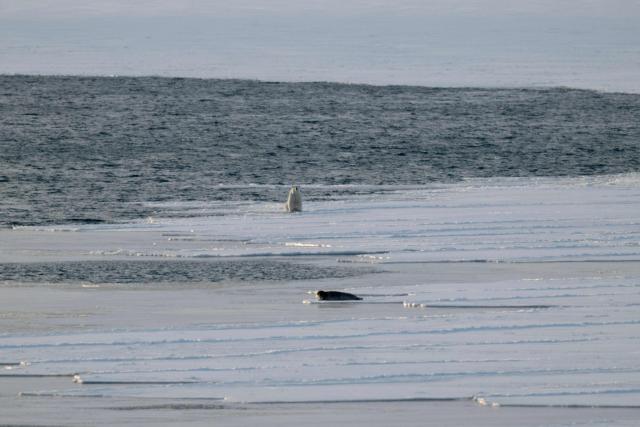 A male polar bear watches a beard seal on the sea ice near glaciers in eastern Spitzbergen, in the Svalbard archipelago, on April 9, 2025. The Norwegian Polar Institute, an Arctic research organisation, organised a five-week expedition aboard the high-tech research vessel and icebreaker Kronprins Haakon to collect adipose tissue biopsies and blood samples from polar bears in order to study the impact of pollutants on their health. (Photo by Olivier MORIN / AFP)
