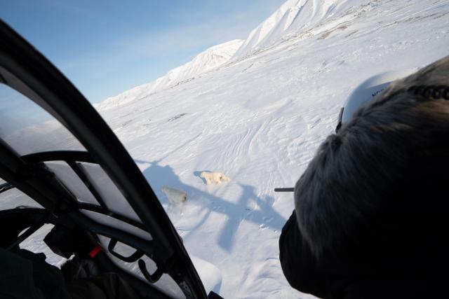 Norwegian veterinarian Rolf Arne Olberg shoots two polar bears, which will be numbered with a quick biodegradable paint not to be sedated a second time within the week, with his air-compressed riffle to sedate them from a helicopter flying over sea-ice in eastern Spitzbergen, in the Svalbard archipelago, on April 9, 2025. The Norwegian Polar Institute, an Arctic research organisation, organised a five-week expedition aboard the high-tech research vessel and icebreaker Kronprins Haakon to collect adipose tissue biopsies and blood samples from polar bears in order to study the impact of pollutants on their health. (Photo by Olivier MORIN / AFP)