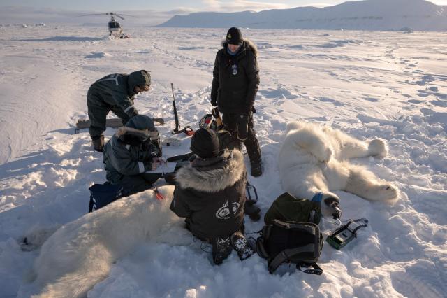 French spatial scientist Marie-Anne Blanchet and her colleagues operate on a polar bear before taking adipose tissue biopsies and blood samples from their sedated mother, in eastern Spitzbergen, in the Svalbard archipelago, on April 14, 2025. The Norwegian Polar Institute, an Arctic research organisation, organised a five-week expedition aboard the high-tech research vessel and icebreaker Kronprins Haakon to collect adipose tissue biopsies and blood samples from polar bears in order to study the impact of pollutants on their health. (Photo by Olivier MORIN / AFP)