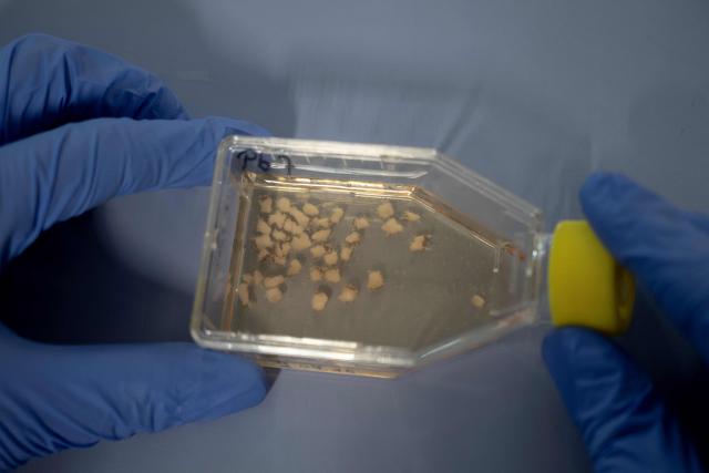 Belgian toxicologist Laura Pirard, specialized in marine mammals, shows biopsy slices samples of polar bears adipose tissue, in a laboratory onboard the science icebreaker vessel 'Kronprins Haakon' while sailing in eastern Spitzbergen, in the Svalbard archipelago, on April 9, 2025. The Norwegian Polar Institute, an Arctic research organisation, organised a five-week expedition aboard the high-tech research vessel and icebreaker Kronprins Haakon to collect adipose tissue biopsies and blood samples from polar bears in order to study the impact of pollutants on their health. (Photo by Olivier MORIN / AFP)