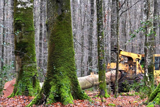 A skidder transports a 340 years old Sessile oak as lumbermen work on the felling of a 340 years umbermen work on the felling of a 340 years Sessile oak tree, which has not produced any new branches in spring, therefore possibly dead, in the Foret de Berce, in Jupilles, northwestern France on January 30, 2026. 46 metres high, 105 centimetres in diametre, 15 cubic metres of exceptionally high-quality timber. Furthermore, the "Clos" high forest, classified as a "Retirement Island" and covering 8 hectares, still boasts 300 trees. (Photo by JEAN-FRANCOIS MONIER / AFP)