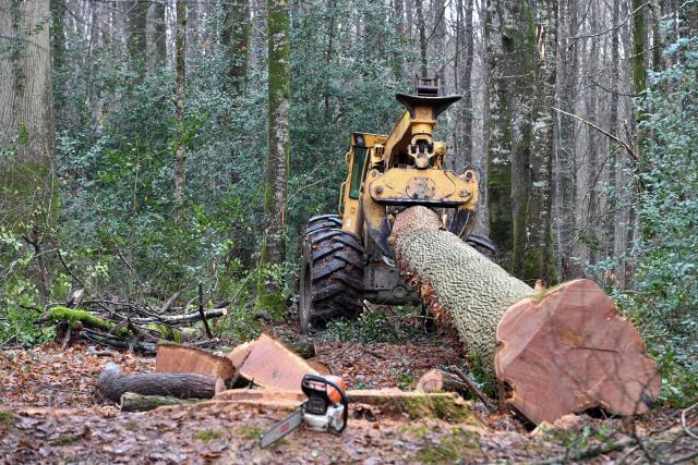 A skidder transports a 340 years old Sessile oak as lumbermen work on the felling of a 340 years umbermen work on the felling of a 340 years Sessile oak tree, which has not produced any new branches in spring, therefore possibly dead, in the Foret de Berce, in Jupilles, northwestern France on January 30, 2026. 46 metres high, 105 centimetres in diametre, 15 cubic metres of exceptionally high-quality timber. Furthermore, the "Clos" high forest, classified as a "Retirement Island" and covering 8 hectares, still boasts 300 trees. (Photo by JEAN-FRANCOIS MONIER / AFP)