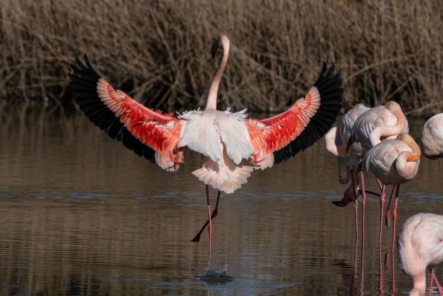A flamingo stretches his wings in a pond at the Ornithological Park of Pont de Gau in Saintes-Maries-de-la-Mer in the Camargue region, south of France, on January 29, 2026. (Photo by Miguel MEDINA / AFP)