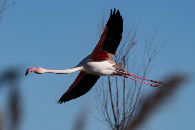 A flamingo flies over the Ornithological Park of Pont de Gau in Saintes-Maries-de-la-Mer in the Camargue region, south of France, on January 29, 2026. (Photo by Miguel MEDINA / AFP)