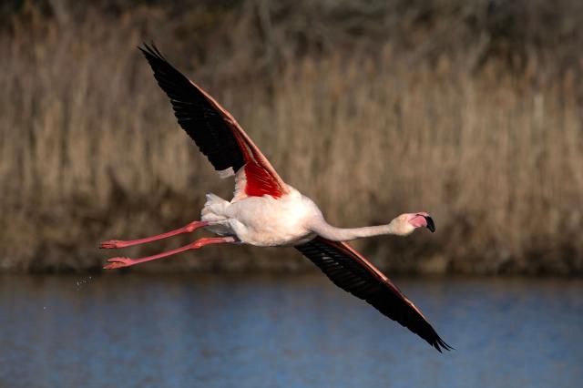 A flamingo flies over the Ornithological Park of Pont de Gau in Saintes-Maries-de-la-Mer in the Camargue region, south of France, on January 29, 2026. (Photo by Miguel MEDINA / AFP)