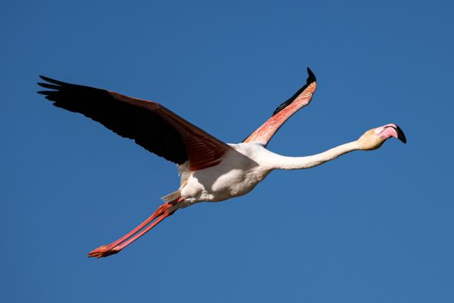 A flamingo flies over the Ornithological Park of Pont de Gau in Saintes-Maries-de-la-Mer in the Camargue region, south of France, on January 29, 2026. (Photo by Miguel MEDINA / AFP)