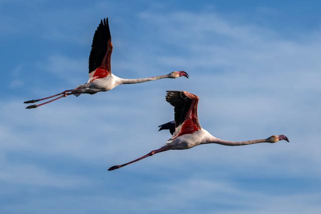Flamingos fly over the Ornithological Park of Pont de Gau in Saintes-Maries-de-la-Mer in the Camargue region, south of France, on January 29, 2026. (Photo by Miguel MEDINA / AFP)