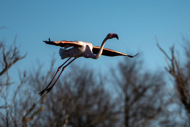 A flamingo flies over the Ornithological Park of Pont de Gau in Saintes-Maries-de-la-Mer in the Camargue region, south of France, on January 29, 2026. (Photo by Miguel MEDINA / AFP)