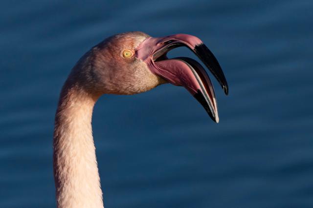A flamingo wades in a pond at the Ornithological Park of Pont de Gau in Saintes-Maries-de-la-Mer in the Camargue region, south of France, on January 29, 2026. (Photo by Miguel MEDINA / AFP)