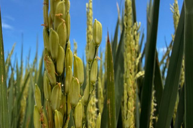 Rice grows in the paddy fields in Tabanan on January 31, 2026 in Bali, Indonesia. (Photo by David GANNON / AFP)