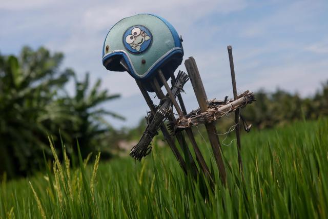 An old motorcycle helmet is used as a scarecrow in the paddy fields in Tabanan on January 31, 2026 in Bali, Indonesia. (Photo by David GANNON / AFP)