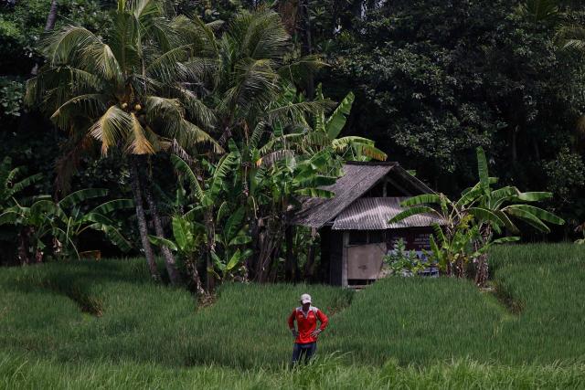 A rice farmer surveys his paddy fields in Tabanan on January 31, 2026 in Bali, Indonesia. (Photo by David GANNON / AFP)