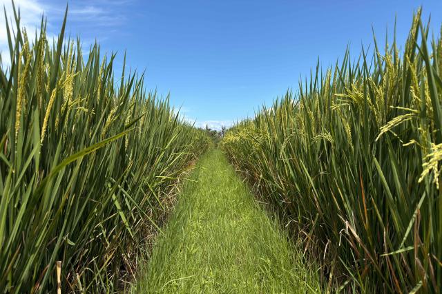 Rice grows in the paddy fields in Tabanan on January 31, 2026 in Bali, Indonesia. (Photo by David GANNON / AFP)